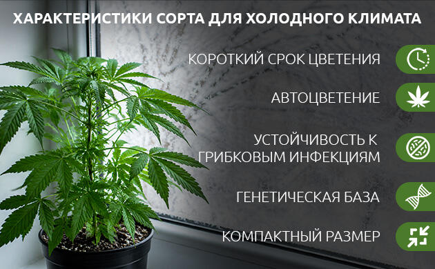 Подход к выбору сорта для холодного климата Каким должен быть сорт для холодного климата