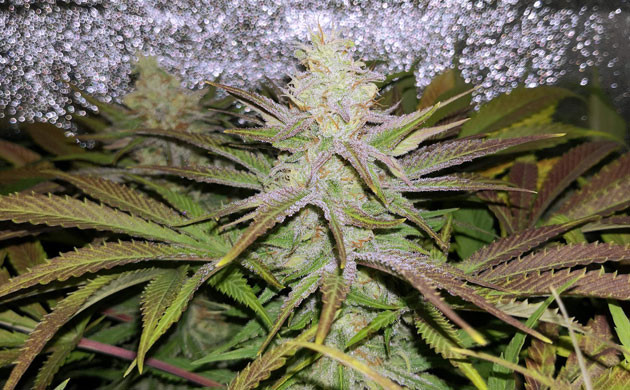 Одно из соцветий куста