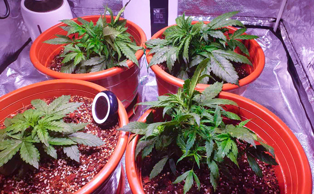 LST на четвертой неделе выращивания Кусты разного размера в гроубоксе