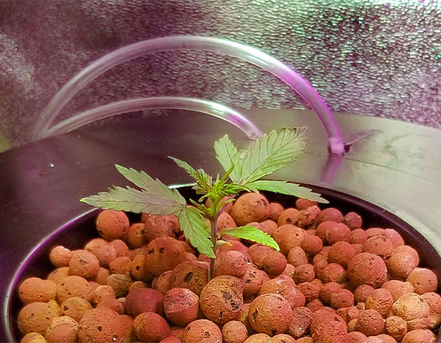 выращивание сорта конопли Purple Juice Auto Стимуляция роста куста Purple Juice Auto