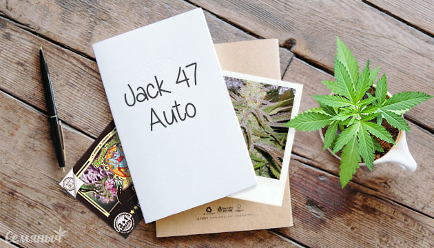 Гроурепорт сорта марихуаны Jack 47 Auto 
