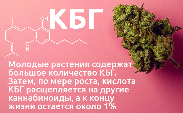 Каннабигерол: потенциал в лечении