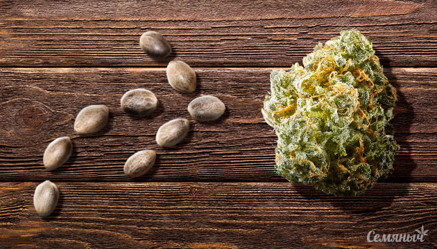 От семечки до урожая: краткая инструкция для новичка