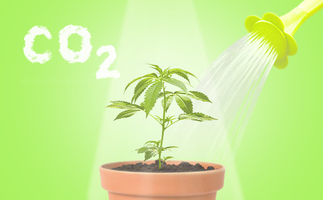 Процесс фотосинтеза каннабиса Вода и углекислый газ для фотосинтеза конопли