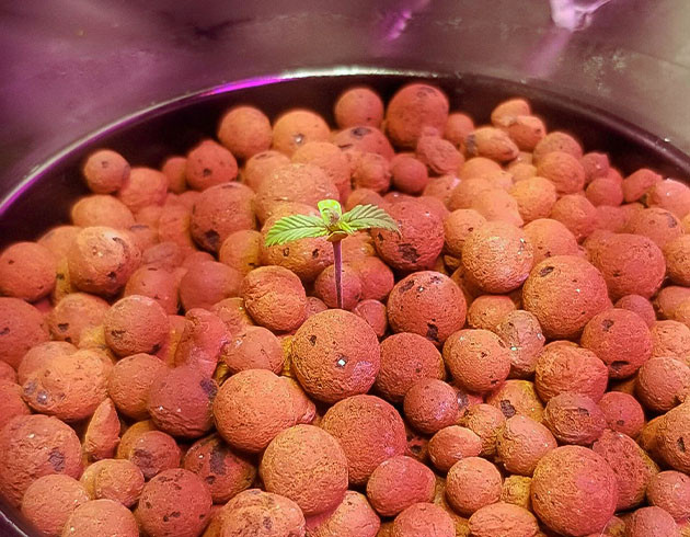 Purple Juice Auto дневник по выращиванию Гроурепорт сорта Purple Juice Auto