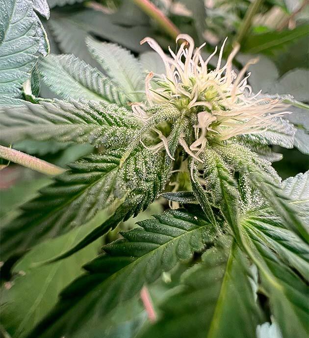 Развитие соцветий и состав рациона Куст Mac n’ Jack R1 от Ethos Genetics на 7 неделе