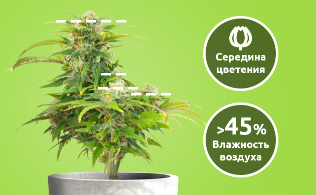 Бэкбилдинг проводят на середине цветение