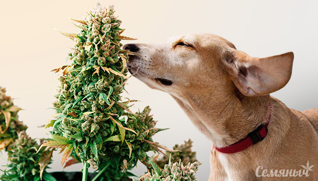 Аромат конопли Испускание запаха конопли