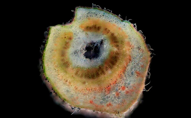 Черешок листа конопли Срез черешка листа под микроскопом