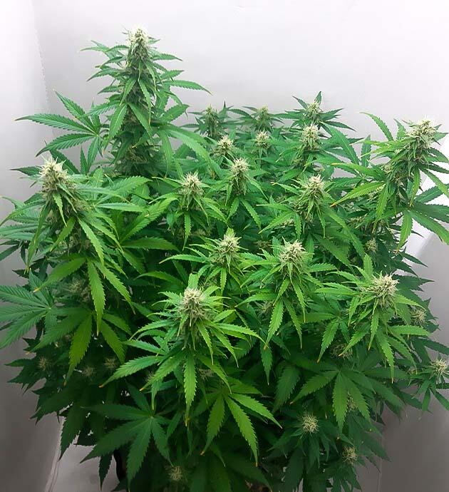 Куст Gorilla Cookies Auto на 11 неделе выращивания