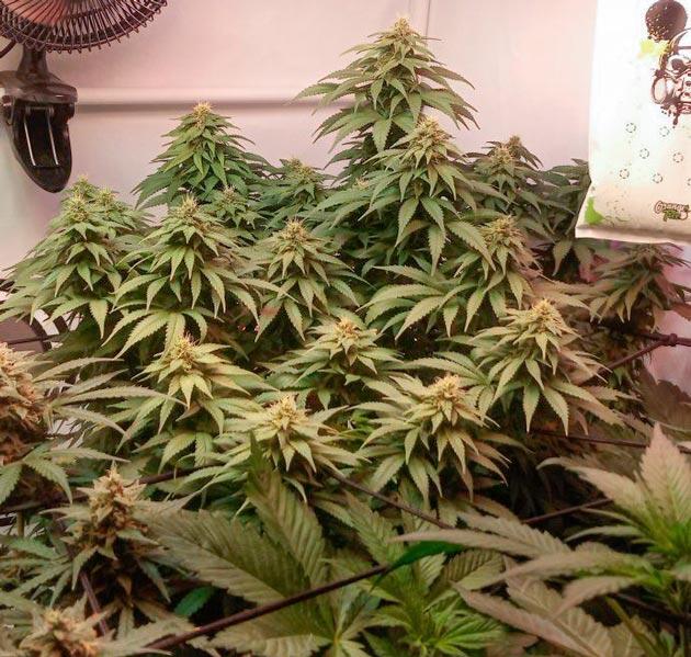 Цветение марихуаны Куст Cream Caramel CBD от Sweet Seeds на 13-14 неделе