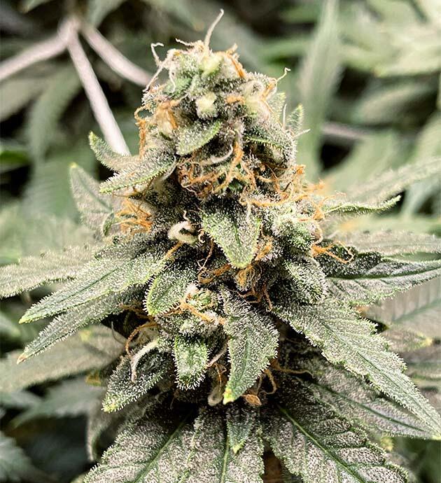 Дефолиация и трихомы на шишках конопли 13 неделя выращивания Blueberry OG