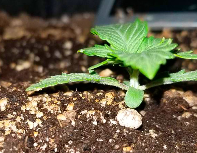 Активное развитие марихуаны сорта Quarter Pounder Autoflower 2 неделя роста конопли