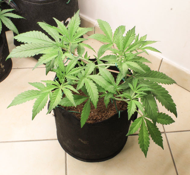 Tropicana Cookies Auto: адаптация к тренировке