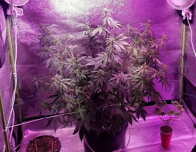 Подготовка куста Purple Juice Auto к цветению Перевод на цветение растения Purple Juice Auto