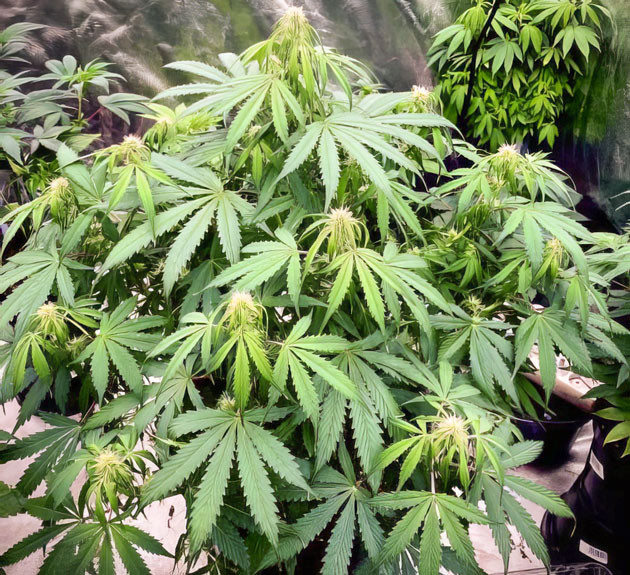 Удобрения для стимулирования роста и легкая дефолиация Куст Strawberry Gorilla Auto на 7 неделе выращивания