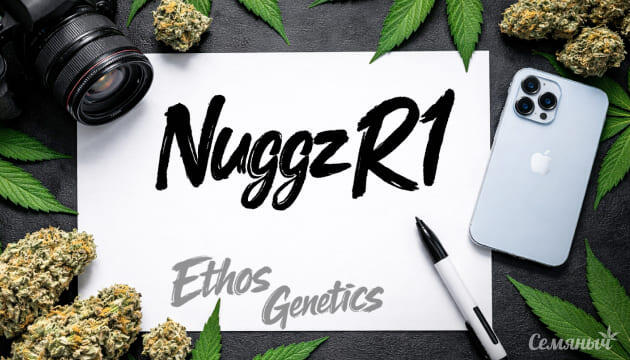 Гроурепорт Nuggz R1 от сидбанка ETHOS Genetics
