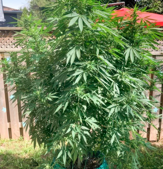 Грибковые заболевания 16 неделя развития Jack Herer от Seedkeepers