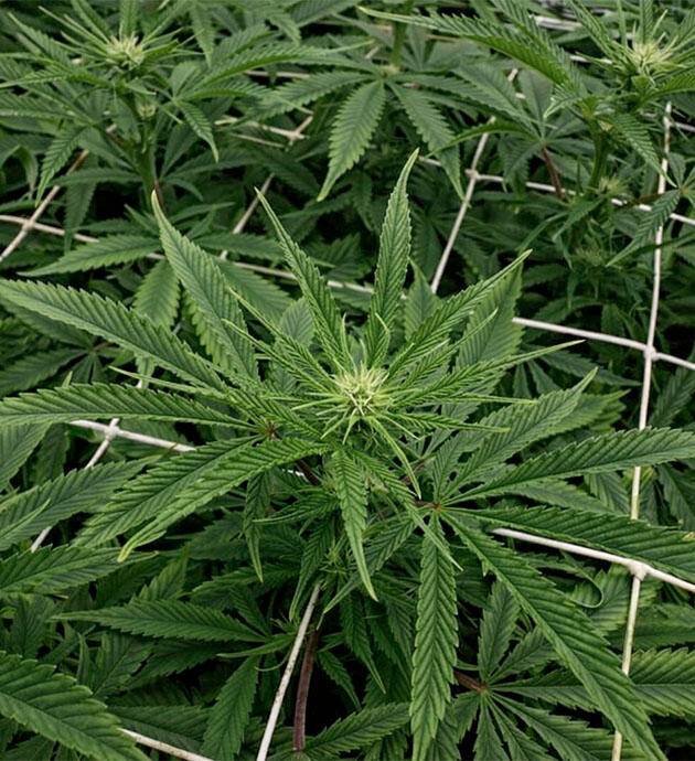 Стабильное начало цветения Конопля на 10 неделе роста