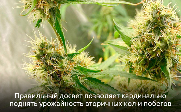 Как повысить потенциал урожая каннабиса?