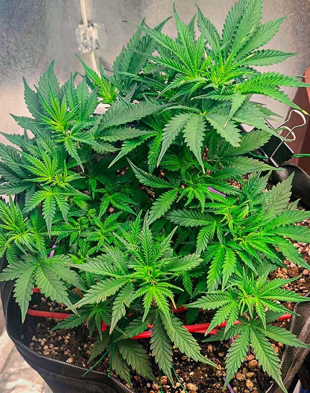 Начало цветения 6 неделя Crystal WW Autoflower от Easy Grow Seeds