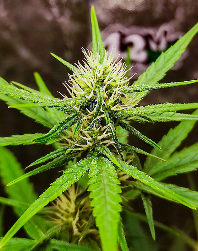 Куст Wedding Glue Auto на 7 неделе развития