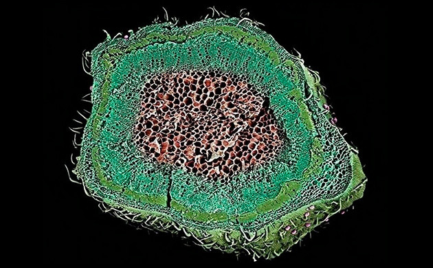 Стебель под микроскопом Стебель конопли в разрезе