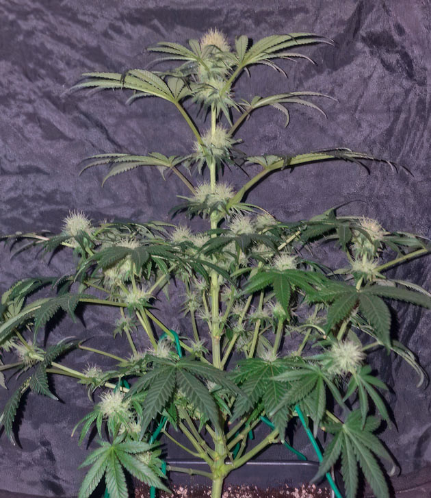 Каннабис на 11 неделе выращивания Цветение конопли