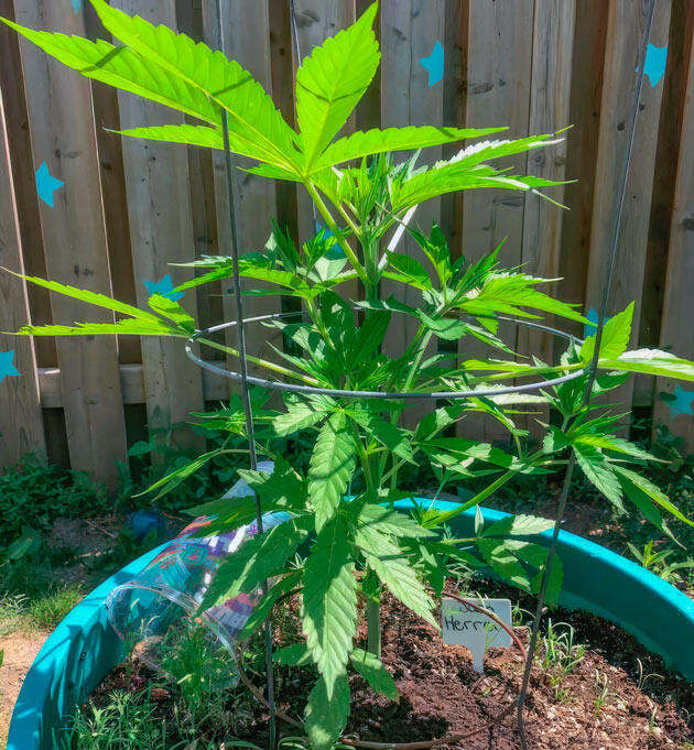 Температура и полив марихуаны Растишка Jack Herer на 4 неделе выращивания
