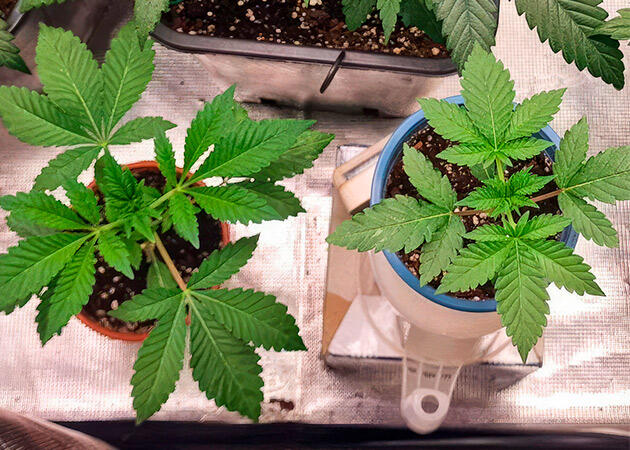 Растишки Poddy Mouth от Humboldt Seed Company