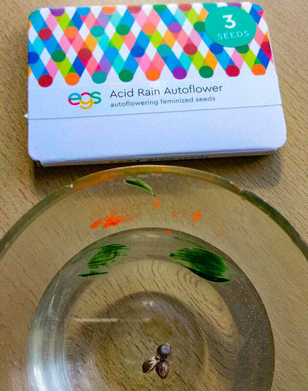 Процесс замачивания семян Проращивание сорта Acid Rain Autoflower