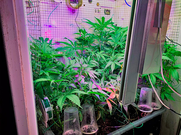 Рост кустов на 6 неделе выращивания 70 см