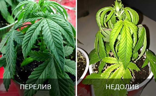 Признаки недолива и перелива конопли Вялые листья от недолива и перелива растения
