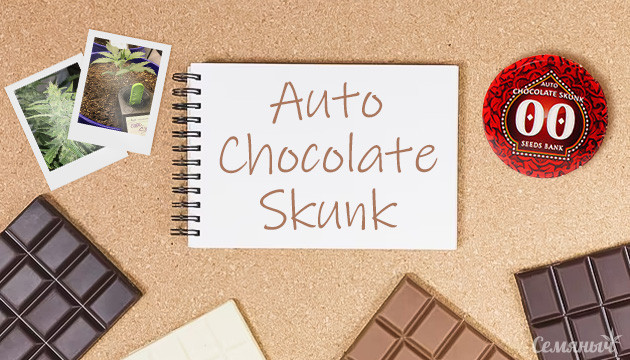 Выращивание сорта конопли Auto Chocolate Skunk в индоре Гроурепорт сорта конопли Auto Chocolate Skunk