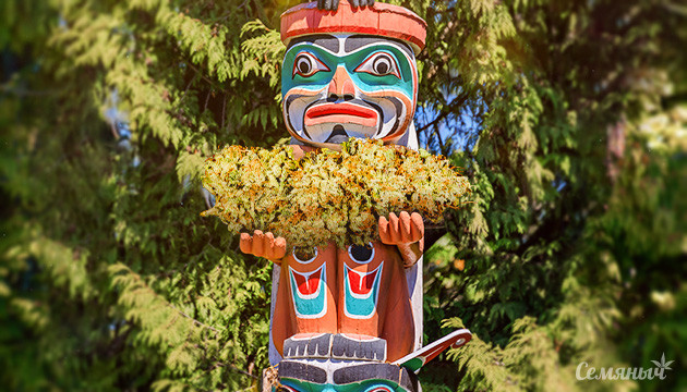 Тотем и шишка