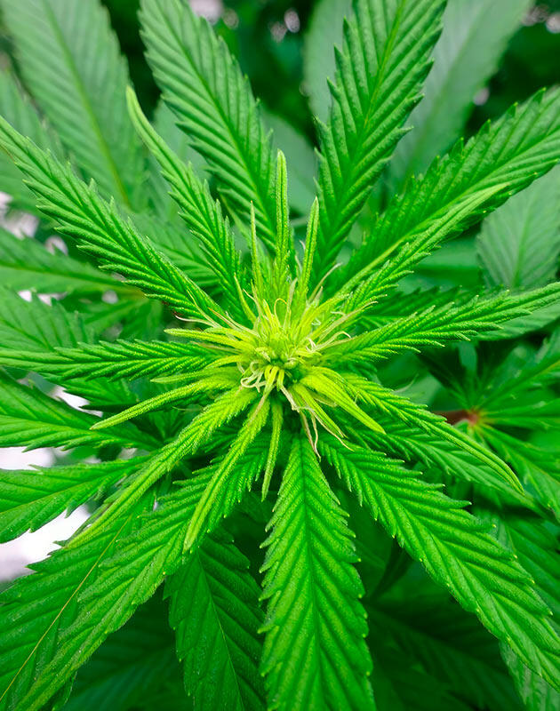 Начало предцвета: первые признаки перехода к цветению Формирование первых соцветий каннабиса на верхних узлах