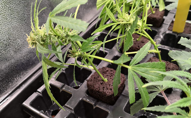 Клоны в торфяных кубиках