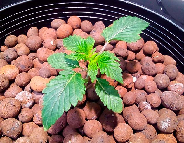 Росток Strawberry OG Cookies R1 ростом 10 см