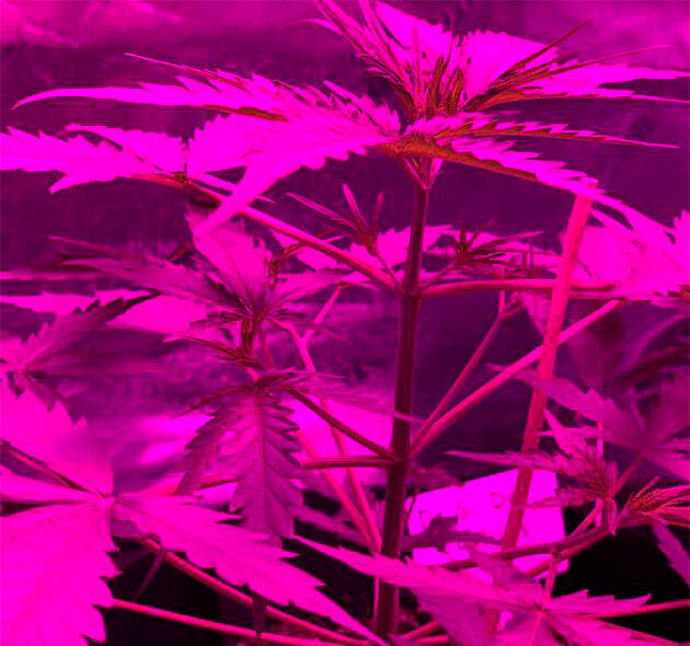 Марихуана на 4 неделе роста