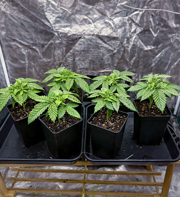 Активная вега и плановый уход Конопля после топпинга и внекорневой обработки