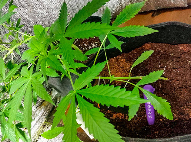 Метод тренировки – LST Куст Acid Rain Autoflower на стадии вегетации