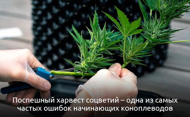 Выбор удачного времени для харвеста Ранний харвест