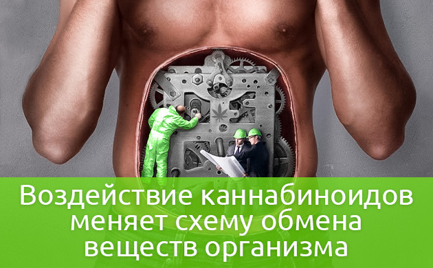 Воздействие каннабиноидов меняет схему обмена веществ