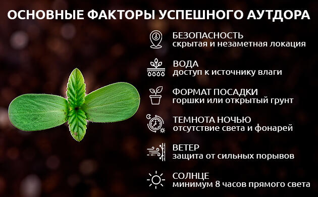 Главные факторы успешного аутдорного выращивания
