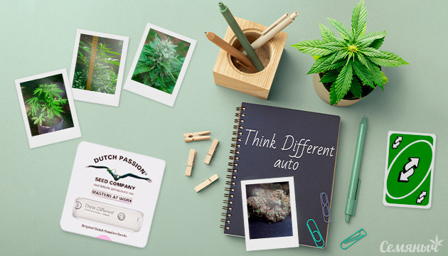 Гроурепорт сорта марихуаны Think Different auto
