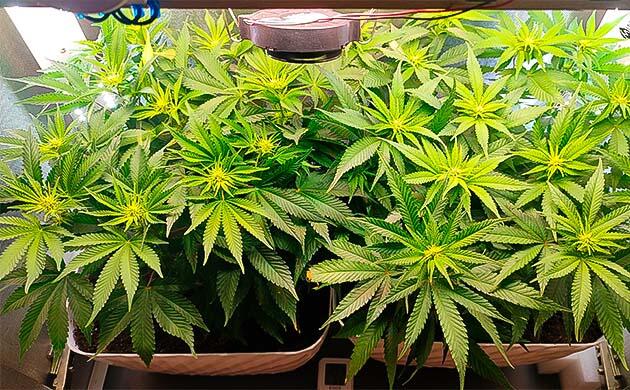 Куст Gorilla Zkittlez на 7 неделе выращивания