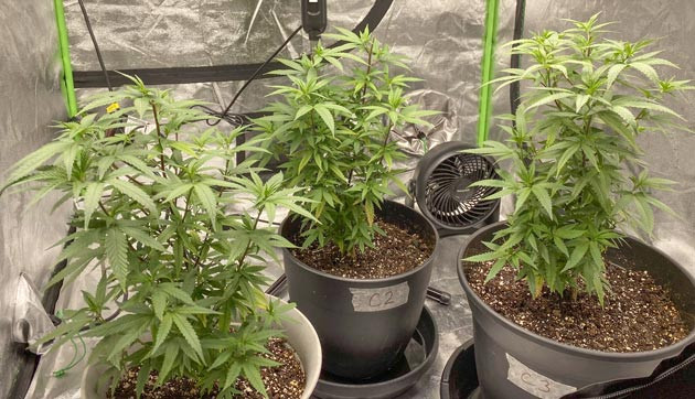 Blueberry Muffin: начало цветения