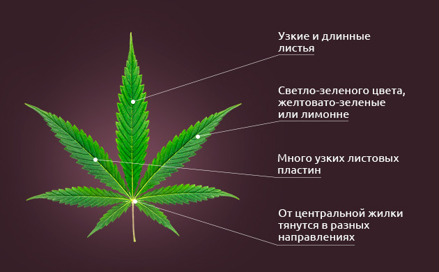 Листья сортов Сативы