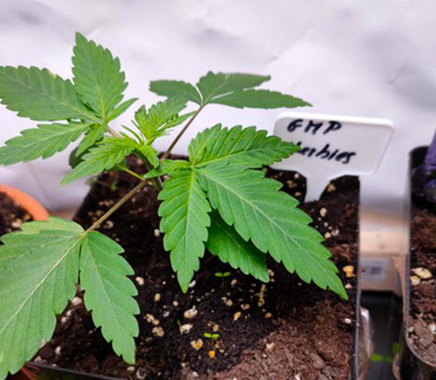 Росток ростом 10 см