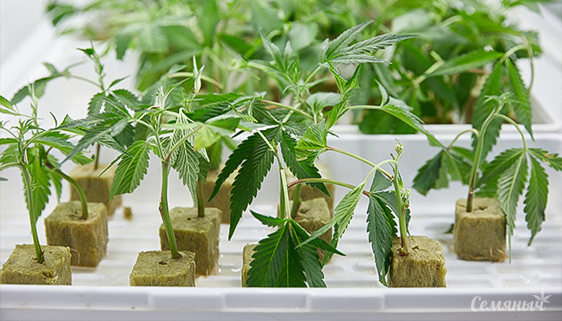 Как избежать ошибок при клонировании